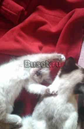 Милые котята  в добрые руки Москва