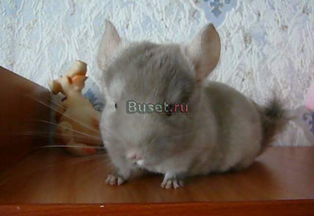 Шиншилла Коричневый бархат Москва