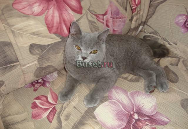 Котик-страйт Москва