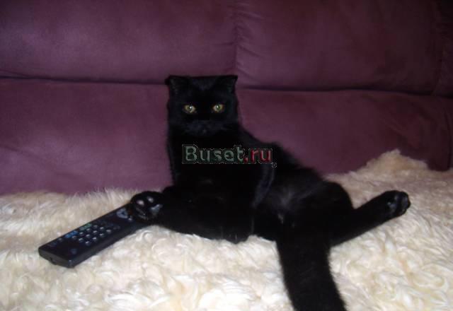 Британские коята Ростов-на-Дону