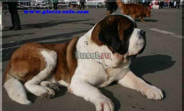 Cенбернара щенки кш и дш Муром