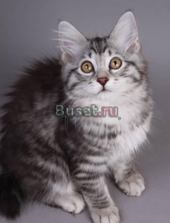 Кошечка Курильского бобтейла Санкт-Петербург