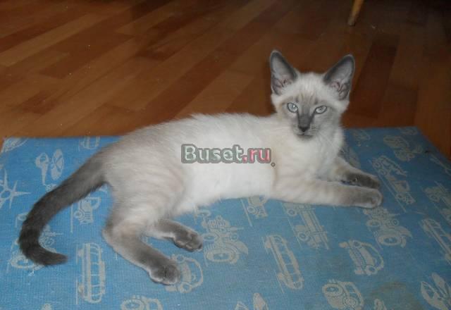 Котята Москва