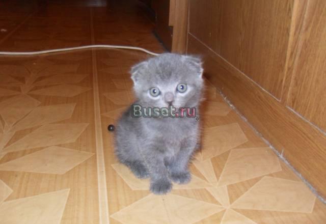 Отдам в хорошие руки Электрогорск