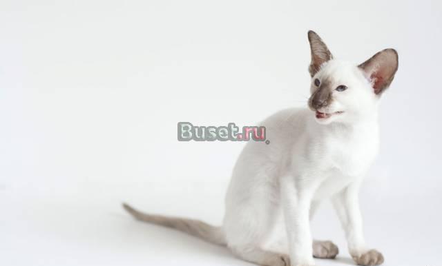 Сиамская шоколадная черепаховая кошечка Москва