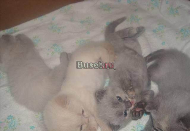 Шотландские котята Саратов