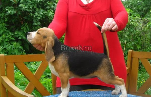 Бигль подрощеная сука продаю Москва