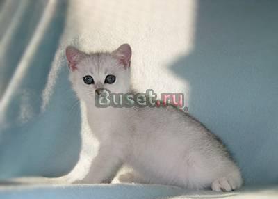 Британские котята редких окрасов Москва