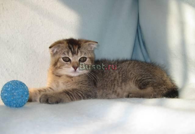 Шотландская вислоухая девочка Москва