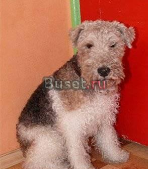 Фокстерьер Джуди в добрые руки Саратов