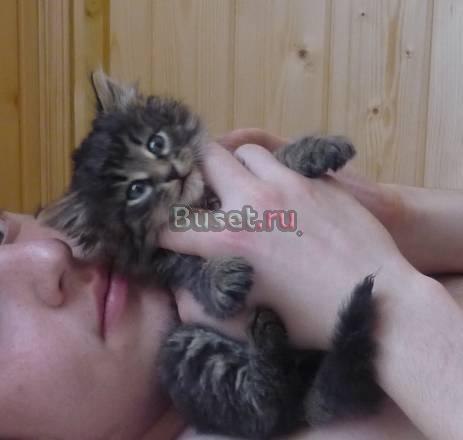 Котенок ищет дом Москва