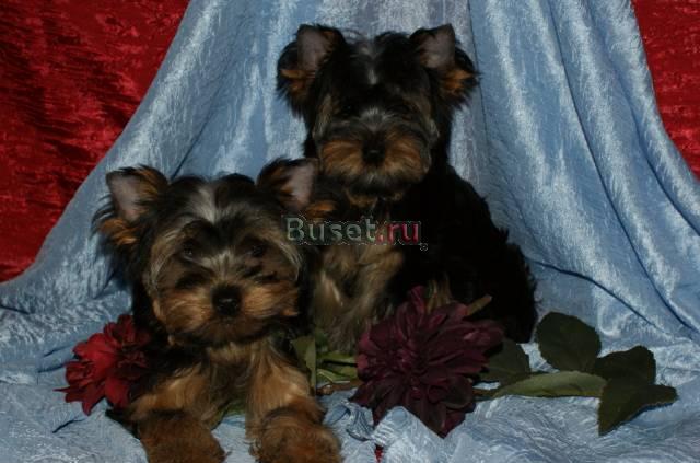 Йоркширский терьер Мальчики Санкт-Петербург
