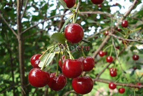 CТ"Заря"-в  Н-Завидово Москва