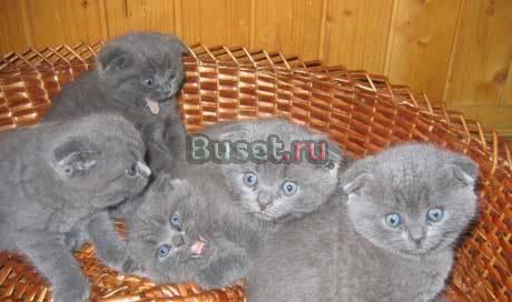 Британские и шотландские вислоухие котята Москва