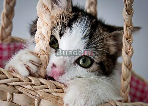 В дар  малыш Максимка, 3,5 мес Москва