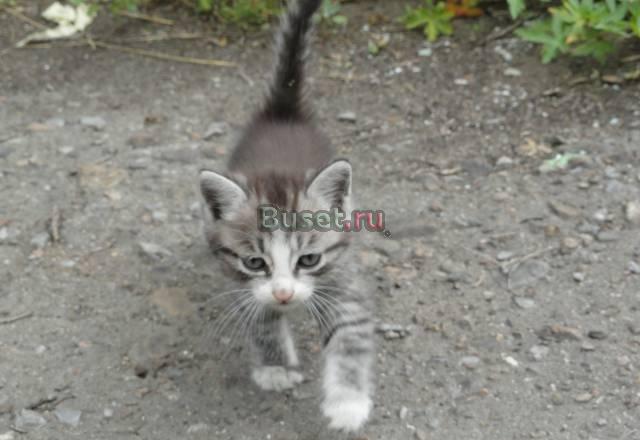 Самый красивый котенок Уссурийск