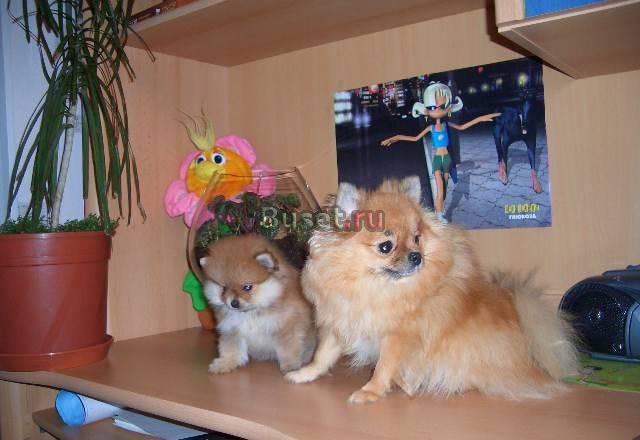 Помераснкий шпиц,вязки,продаются щенки Санкт-Петербург