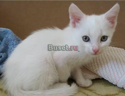 Котята 1.5 - 2 месяца в дар Москва