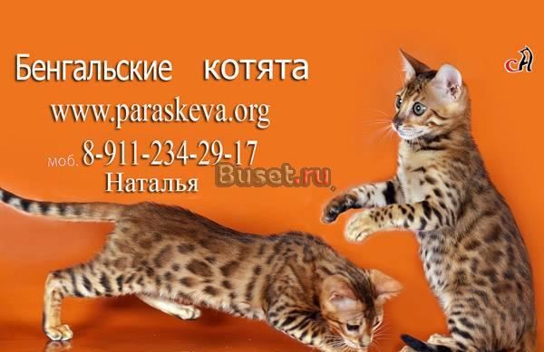 Бенгальские котята, бенгалы Санкт-Петербург