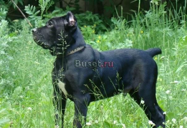 Щенки кане-корсо, чёрный и тигровый мальчик Москва