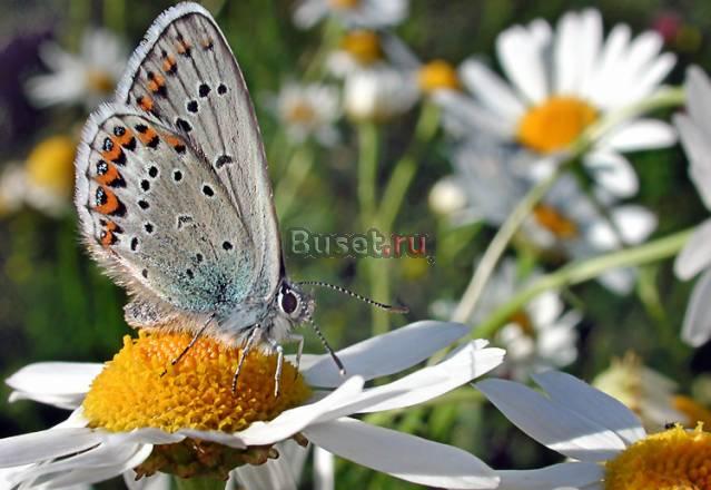 Участок с фундаментом и колодцем.Выгодно Воскресенск