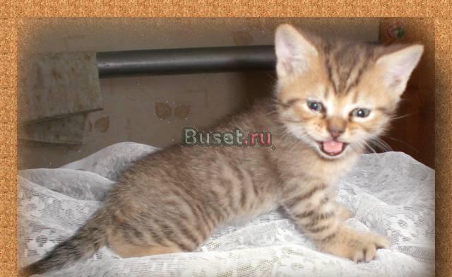 Британские котята Челябинск