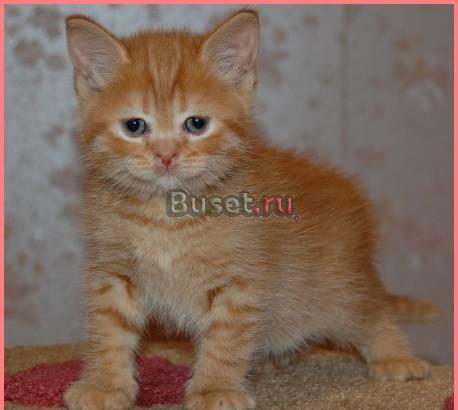 Красная (рыжая) шотландская кошечка Санкт-Петербург