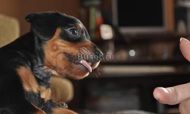 Щенки цвергпинчера Москва