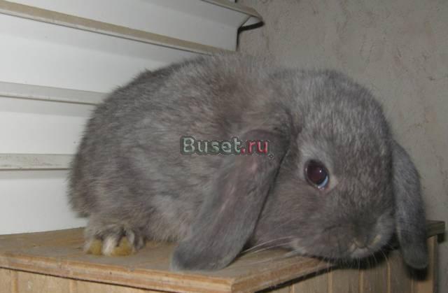 Вислоухий крольчонок Москва