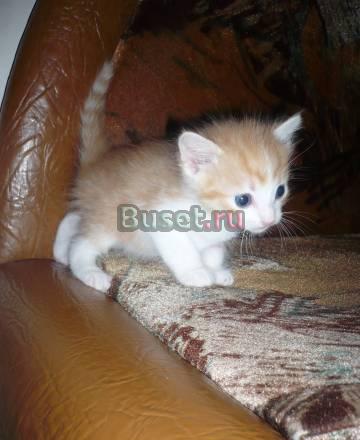 Отдам котят в хорошие руки Санкт-Петербург