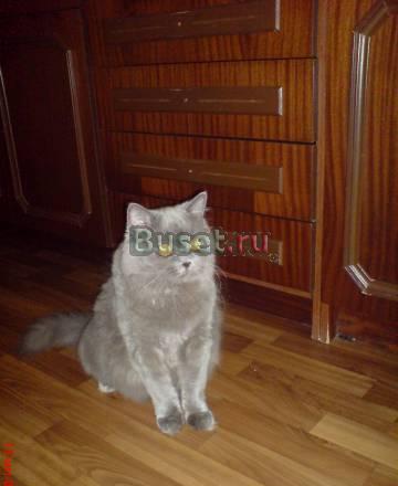 В добрые руки Британскую кошку Орехово-Зуево