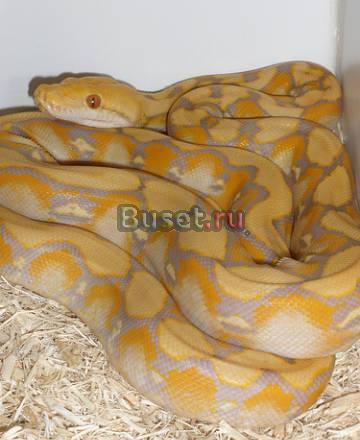 Альбинос Python для продажи Москва