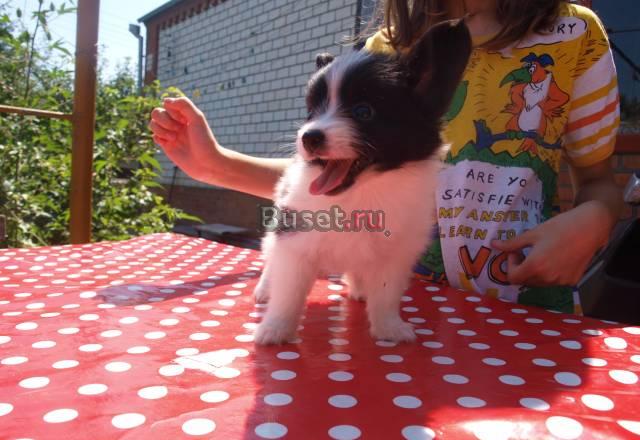 Продаётся щенок папийона Азов