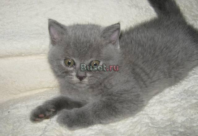 Клубные Британские котята Москва