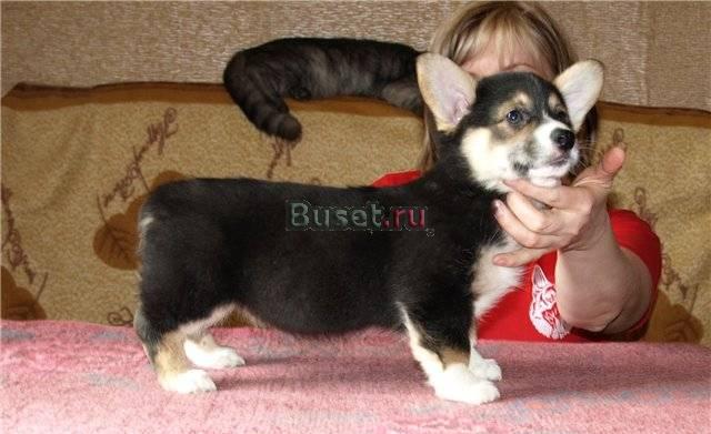 Вельш корги пемброк,3мес,милые коротколапки Санкт-Петербург