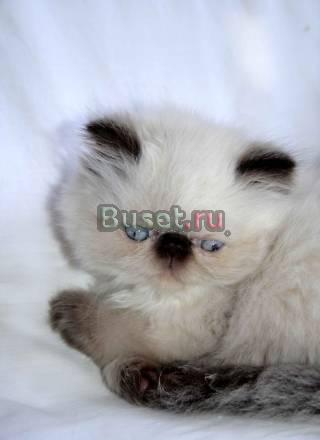 Персы и экзоты колорпойнты Санкт-Петербург