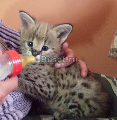 Сервал и Саванна Котята Пометы наличии Уфа