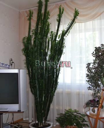 Молочай (лат. Euphrbia) Казань