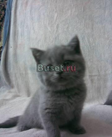 Британские и шотландские вислоухие котята Ярославль