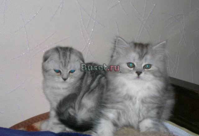 Шотландские котята Москва