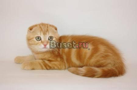 Скоттиш- хайленд-фолдов и страйтов котят Саратов