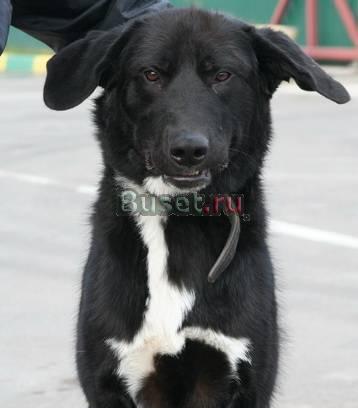 SOS Собаке нужен дом, попала в приют Москва