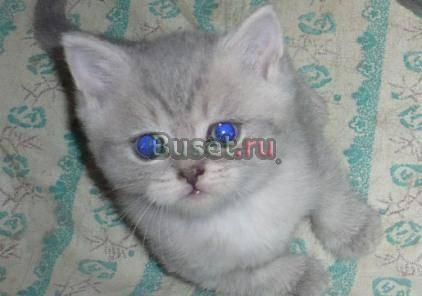 Шотландские котята Челябинск