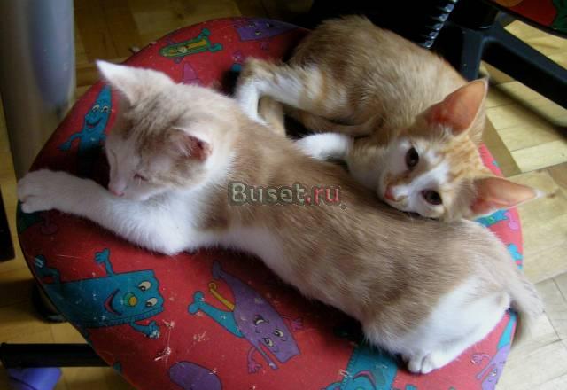 Котята в добрые руки Москва