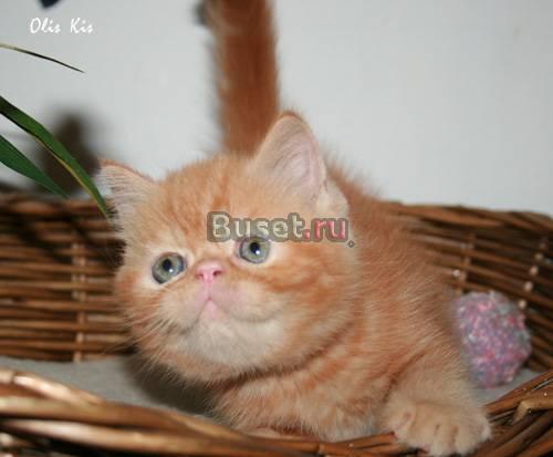 Котёнок экзотический плюшевый Москва