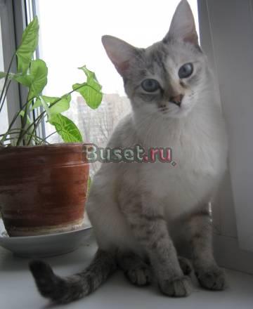 Тайкие котята Тольятти