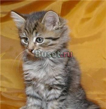 Котята-девочки в дар.1,5 месяца Москва