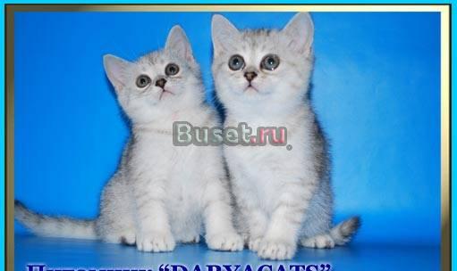 Серебристые британские котята вискас Москва