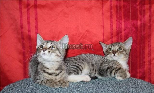Котята-рысята ищут дом Санкт-Петербург