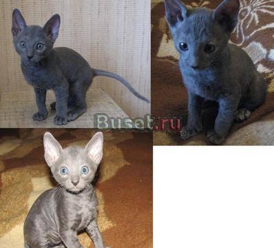 Продаются котята корниш-рекс Москва